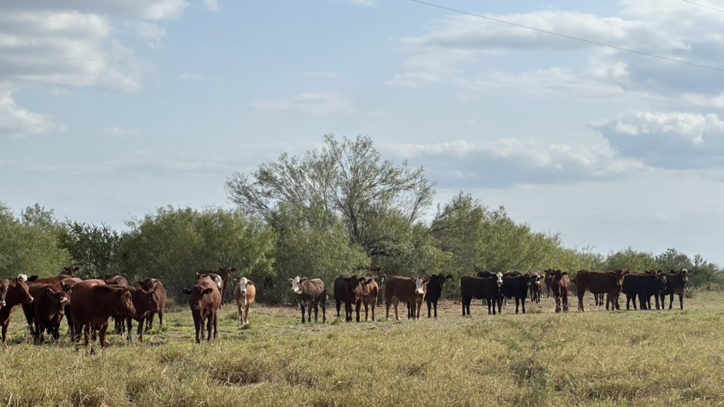 Katemahercsu's tweet photo. A quick but informative trip to South TX with our great friends @CortevaPastures to learn how LandVisor® can help ranchers implement a good mesquite control plan. Tune in to #CattlemenToCattlemen on @OfficialRFDTV 11/14 to hear more! #growmoregrass https://t.co/CqGehD0CGK