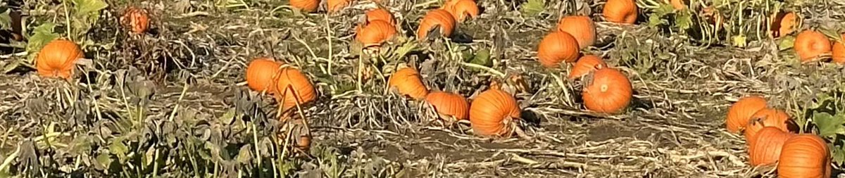 LifeSkillsPHS's tweet photo. Today we met our EP friends at Yellow River Farms. We went on a wagon ride to the pumpkin patch, chose some pumpkins, and took part in some other fun fall activities at the farm. #PantherPride https://t.co/xjg5X12wyU