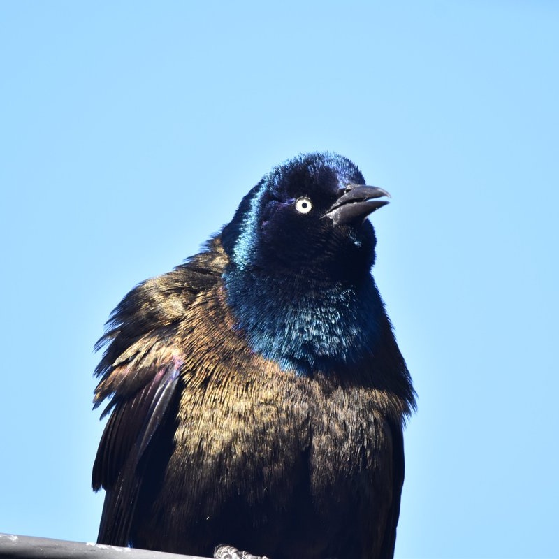 Chris 𓅨 tweet media