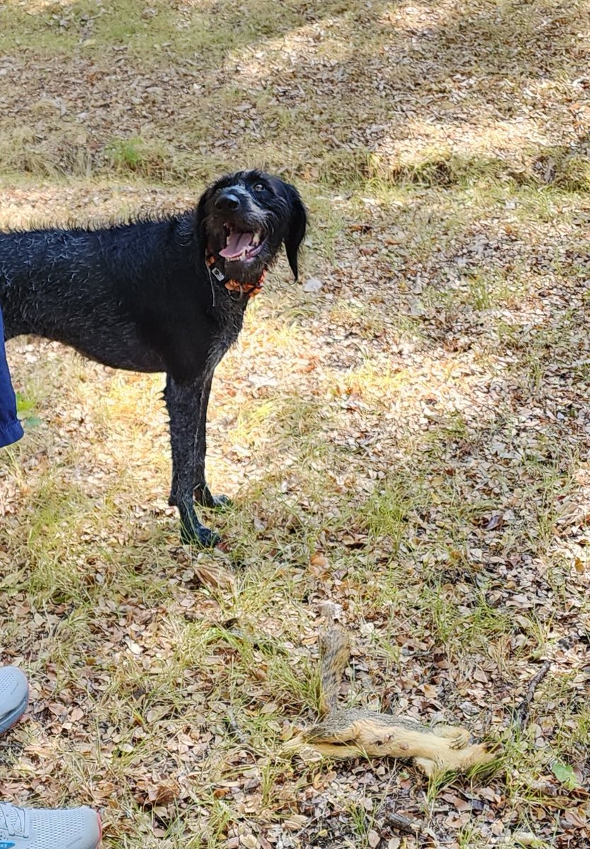 carwalsh77's tweet photo. @jimstep260853 Pointers and their squirrels! Here's Nellie, proud with her catch, there on the ground. Luckily, she's pretty good with "leave it!" https://t.co/ASvSlDVdEx