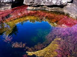 El río mas bello del mundo se encuentra en Colombia  Caño Cristales
