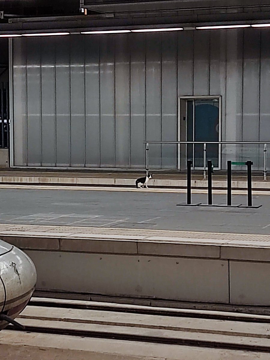 Un michiamigo del ferrocarril