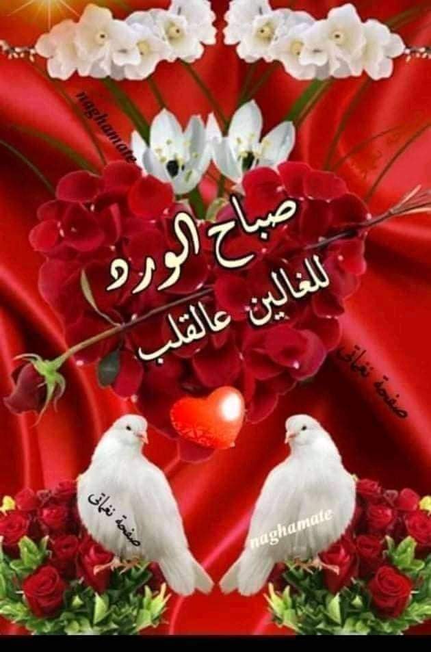 ماجد ✝️مسيحى وافتخر✝️ (@mjd55751757) on Twitter photo 