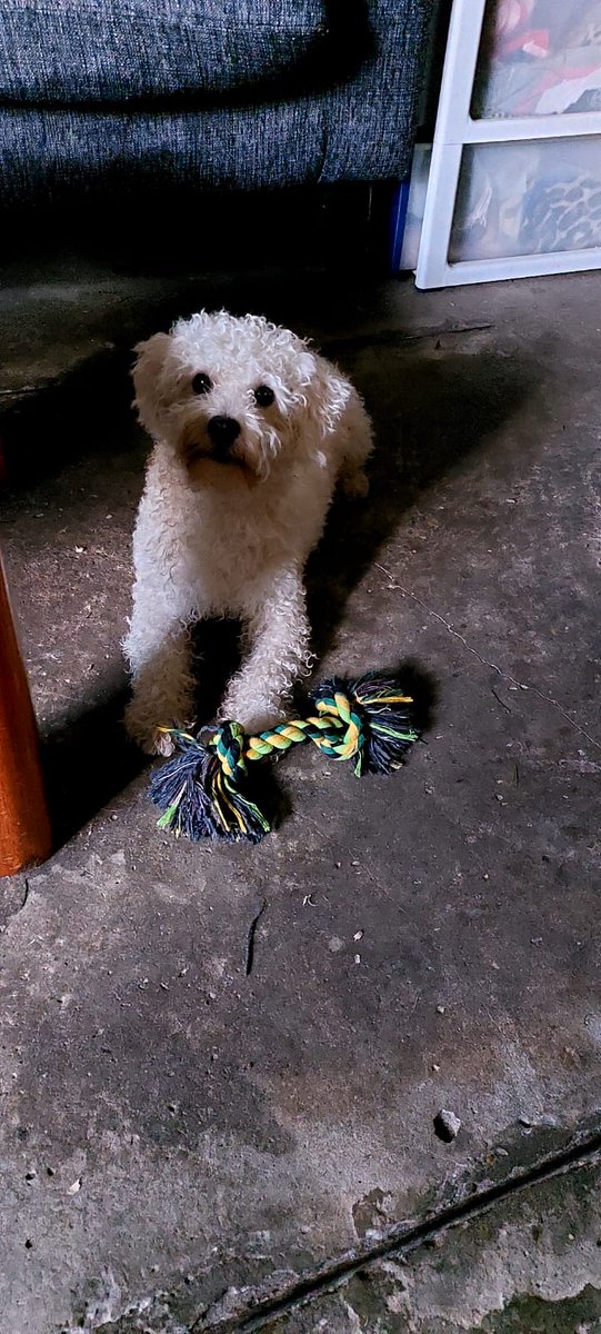 patripeyrou's tweet photo. Urgente!!!
Se escapa a la casa  de la vecina porque lo golpean. 
Necesito un tránsito urgente!!!
Es un caniche,esta desmejorado por el maltrato.
1549692061 https://t.co/mzpFDT4GLf