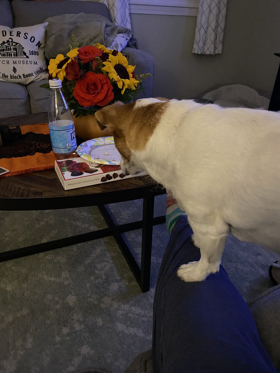 DaisyMaeJack's tweet image. I’m just gonna balance on your leg so I can lick your toast crumbs 😆🐾🖤🧡 #mooch #dogsoftwitter #JackRussellTerrier