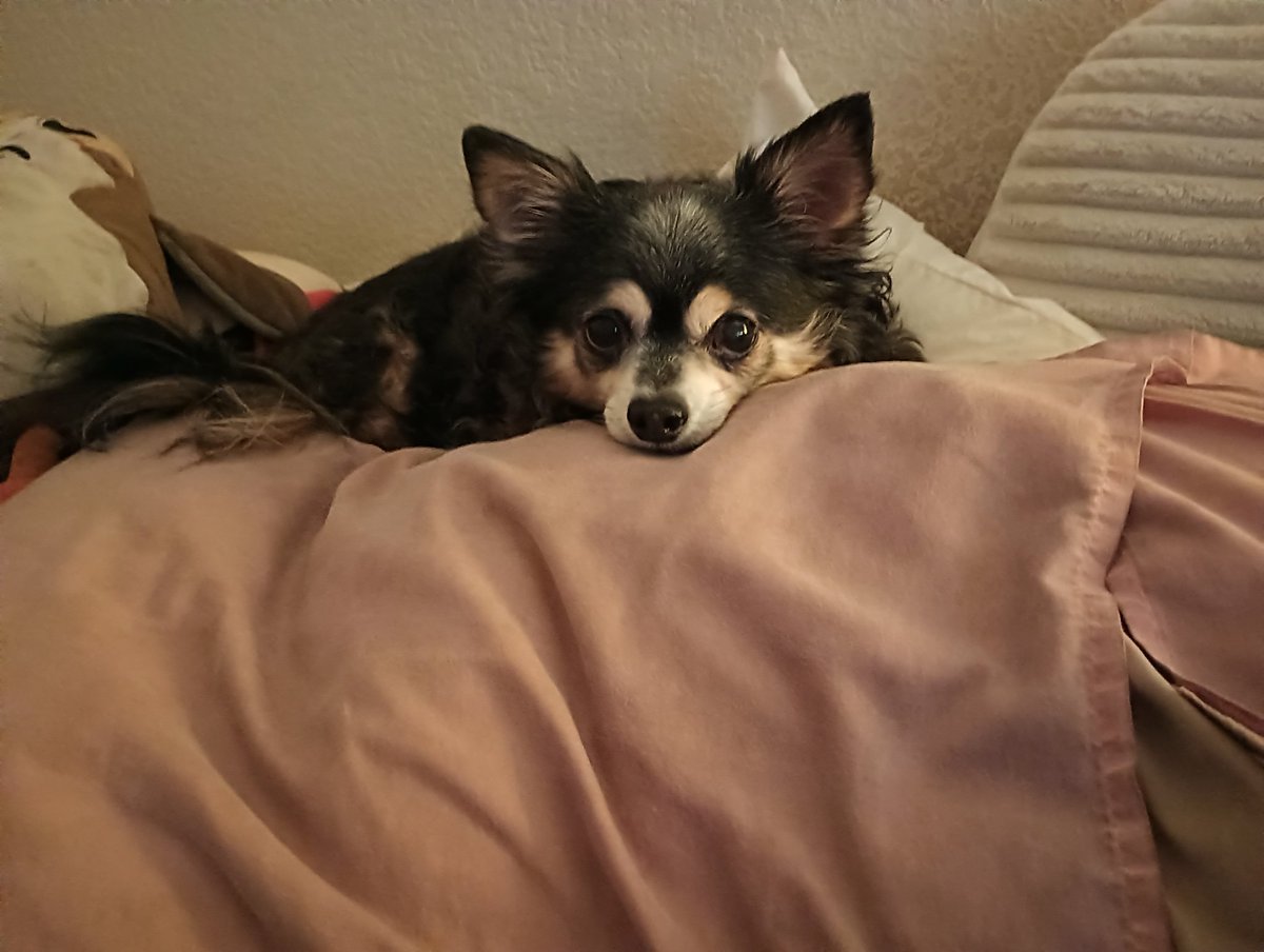 GlitterLeader's tweet photo. Good evening my friends. Have you been sleeping well? I love to sleep. It is important that I get my daily beauty rest. I hope you sleep well too.

#Chihuahua #dogsoftwitter https://t.co/4N4yQenCTy