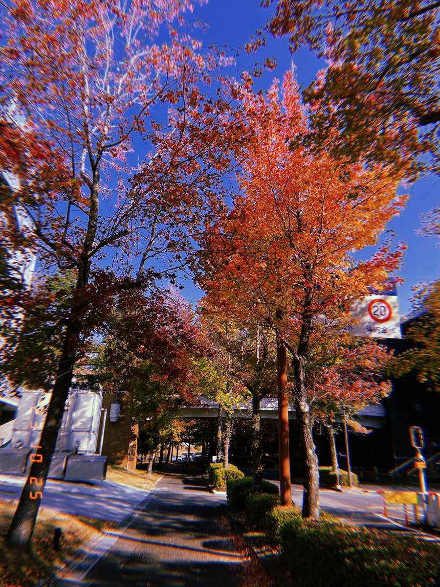 Beautiful days!