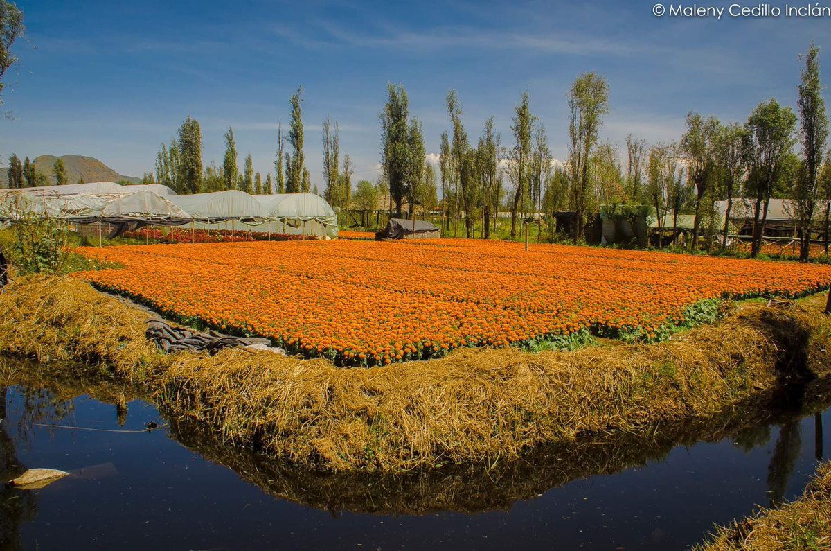 7Maleny's tweet photo. 🏵️Jardín flotante de #octubre
🏵️Bella flor de historia prehispánica y encanto florido.
🧡#Cempasúchil🧡
© MALENY • CEDILLO • INCLÁN
#chinampas #flores  #photomalenyci #xochimilco #miradas https://t.co/B4Ie4I74GS
