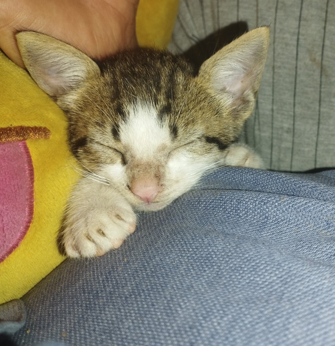 Nath__PRT's tweet photo. Que tierno es tan lindo😍💘(^з^)-☆Chu!!
#quetierno
#bonito
#gatito💘😺 https://t.co/BZI5D8OXsC