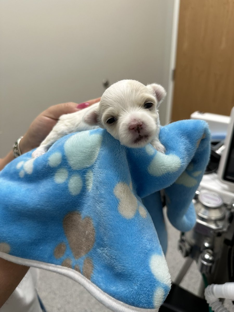 retailchloe's tweet photo. CRE will get you in some random ass situations.

Today I met a client for lunch and got stuck playing tik tack toe for an hour. 

@Tesslamotor accompanied someone at the vet to get a lease signed. Do what you gotta do! 

#cre
#retwit https://t.co/aSwGIBBuxY
