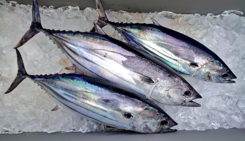 kaito_suisan's tweet photo. 【金華物】【船上活け〆】
金華山沖で私が釣った戻りカツオのプレゼント企画です🐟

・このアカウントをフォロー
・このツイートをリツイート
・今日の17時まで!
・即日発送!

最高級品の一本釣り物! 宮城の美味しいカツオ!

海斗水産鮮魚部門 釣り船部門どうぞよろしくお願いいたします🙏💦 https://t.co/ODMRarPQhC
