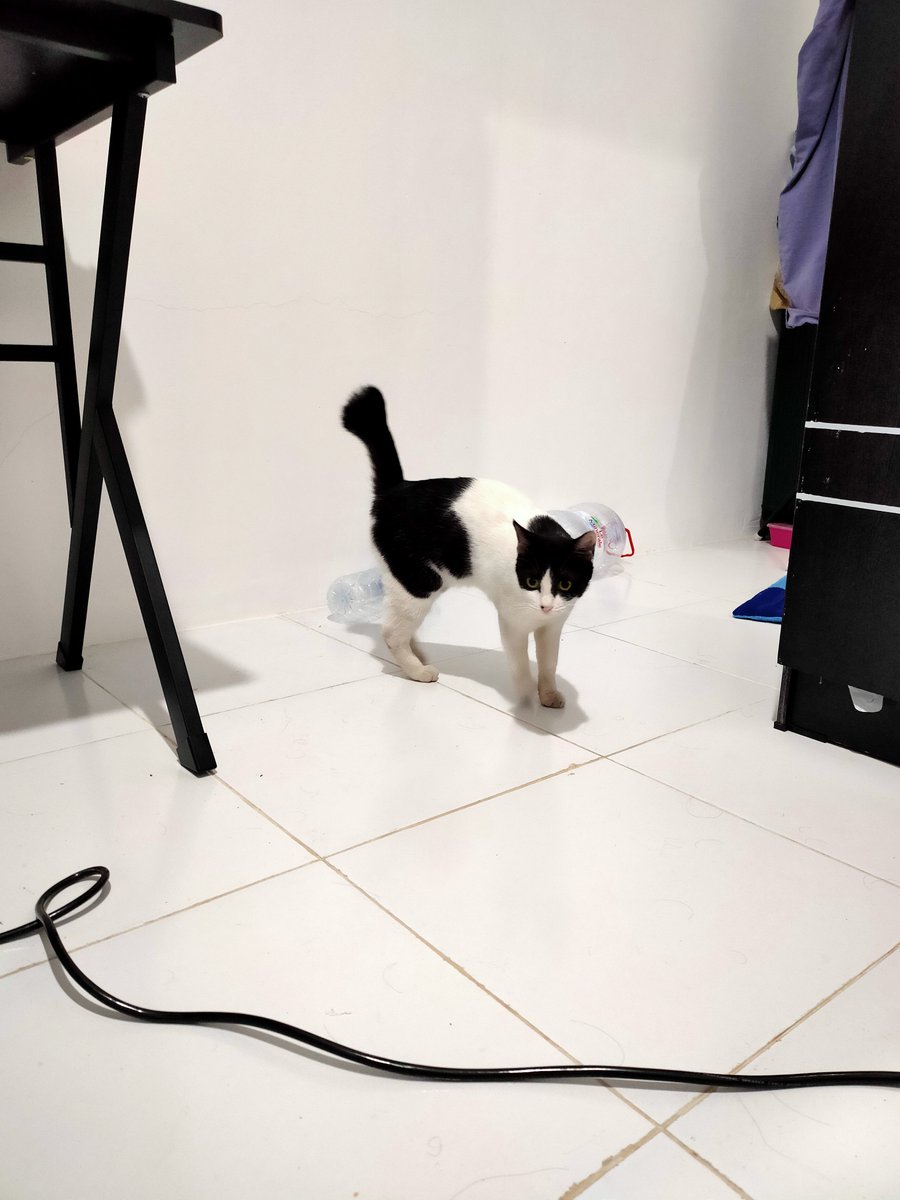 TheNugrawesome's tweet photo. 🎺ATTENTION PLEASE🎺

Ok today I'm officially announcing I'm gonna open (enesefwe) cmmssion 🥹🫶 because a lady 🐈 came to my room last night, waited in front of my door until I open my it... it seems I've to take care of her from now on 🥹🫶
So Imma open for international too... https://t.co/1UQGnSMEr9