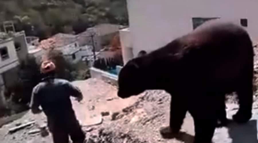 *Se acerca un oso 🐻 *

🇪🇸 Aléjate con cuidado, que no te vea.
🇮🇹 Aléjate con cuidado, que no te vea.
🇨🇳 Aléjate con cuidado, que no te vea.
🇺🇸 Aléjate con cuidado, que no te vea.
🇲🇽 ¿Muerde? Agárralo we, ha de tener hambre tráele tortillas, tráele unos zapatos anda descalzo. 🤣