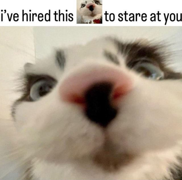 cat tweet media