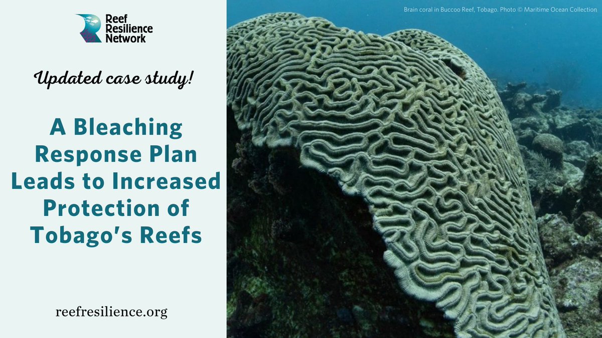 🔆 In 2010, a mass #coralbleaching event occurred on the Tobago reefs, but thanks to a #BleachingResponsePlan, managers were ready to respond. Learn how:
reefresilience.org/case-studies/t… #reefresilience #casestudy #coralreefs