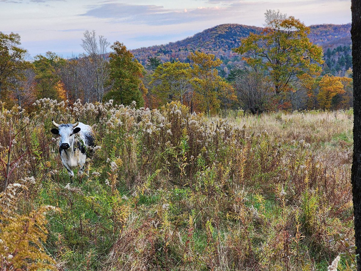 paerru's tweet photo. Randall cattle are Vermont's only heritage breed. They can withstand harsh winters outdoors and fend off predators from poaching calves. Randalls raise their calves without human assistance. They have distinct black "lipstick" and short, sharp horns. #Vermont #farms #agriculture https://t.co/ButxztctwI