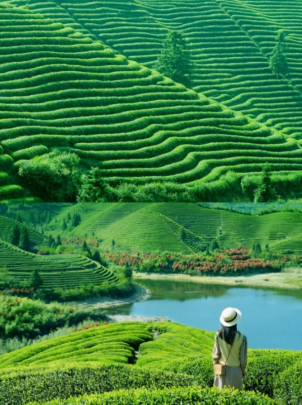 hmrautos's tweet photo. #美丽中国 #游遍中国 #China #china
茶可以清心
我的老家
空气好到能洗心洗肺
泡好茶，等你来哟 https://t.co/6yc6Ed0E8E