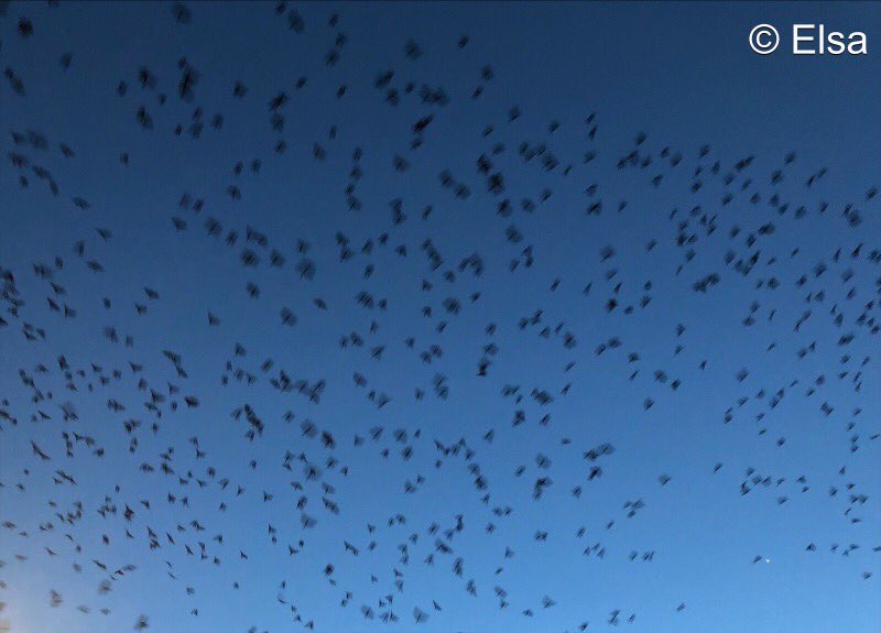 It’s getting colder 
#birds #flying #autumn