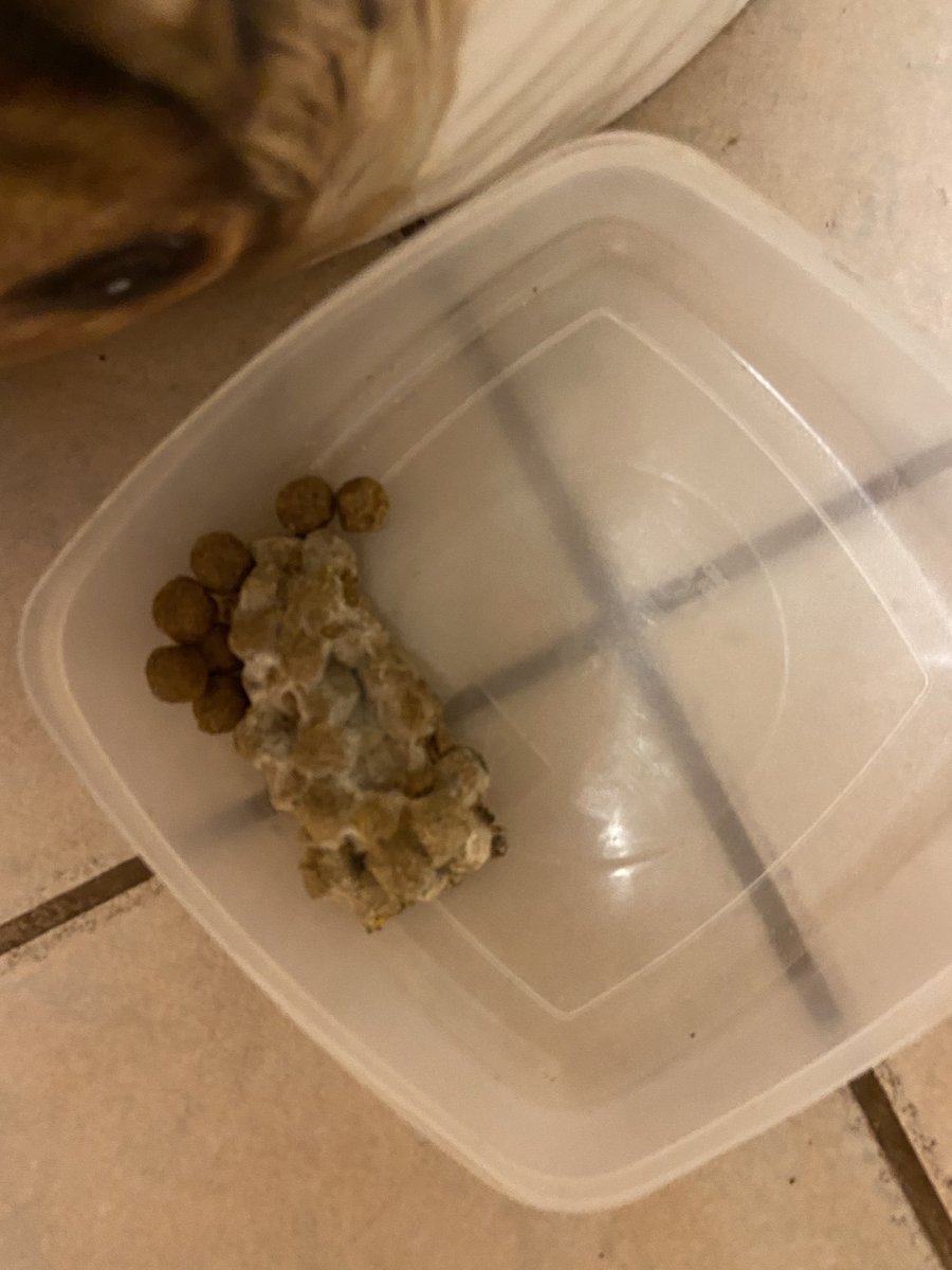 amycerys's tweet photo. @IcelandFoods  just opened my dogs food today to find clumps of mouldy food! 🤬 disgusting. I have pm u https://t.co/cU4BiyPfiY