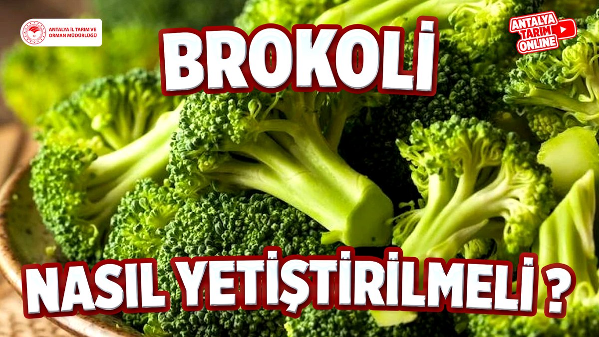 Kıymetli Çiftçilerimiz

#Brokoli Yetiştiriciliği hakkında gerekli tüm bilgilere #ücretsiz sunduğumuz eğitimlerimize👇linkten ulaşabilirsiniz👇
youtube.com/watch?v=8ukT64…

#NasılYetiştirmeli? 

#GelecekTarımda #TarımAntalyada

<a href="/ibrahimyumakli/">İbrahim Yumaklı</a>
<a href="/FratErkal/">Fırat Erkal</a>
