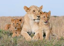 kahemutours's tweet photo. The mother Lioness takes care of her cabs, from day one till they are ready to meet her family members 
. Teaches them the hunting skills
.Stays with them till she dies. 
Mother Lioness is better than some
Mothers in the human world.
#ExploreUganda
#ExploretheworldwithMe https://t.co/7blnwtrfVk