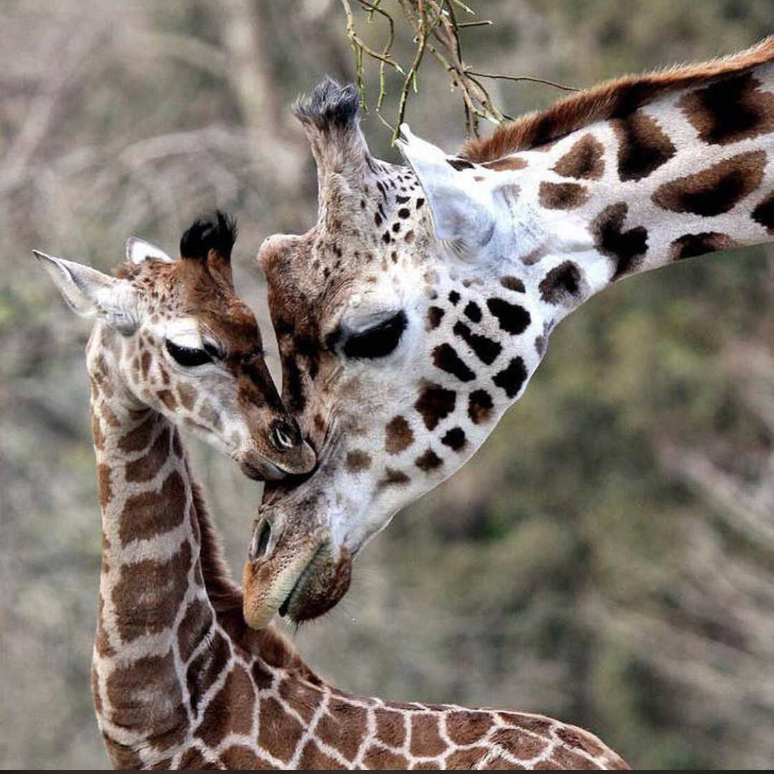 A Towering Connection: Two Giraffes Embrace in a Heartwarming Encounter #safariadventure #wildlifespectacle #natureescape #africansafari #exoticencounter #wildernesswonders #travelafrica #explorenature #safarilife #ɴᴀᴛᴜʀᴇᴘʜᴏᴛᴏɢʀᴀᴘʜʏ #africaadventure #ovacadoadventures