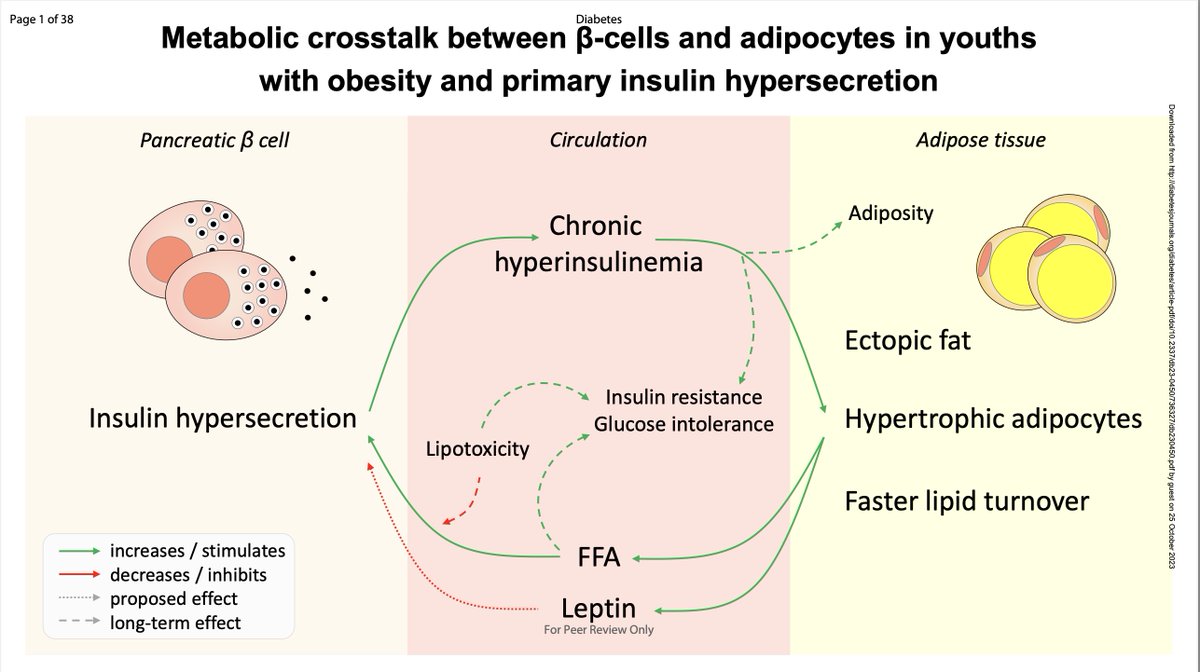 Primary insulin hypersecretion associated with obesity and worse, visceral obesity - pubmed.ncbi.nlm.nih.gov/37870826/