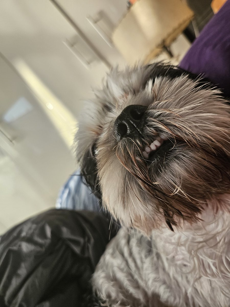 MoochiTzu's tweet photo. teef out tuesday pinkys for din-dinner ๐
๐ฌ **CHOMP CHOMP**
#TOT #TongueOutTuesday #TeefOutTuesday #NeedAMuzzle #MoochiIncidentReported https://t.co/aHOUhTyS7T
