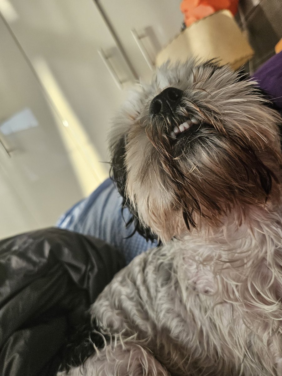 MoochiTzu's tweet photo. teef out tuesday pinkys for din-dinner ๐
๐ฌ **CHOMP CHOMP**
#TOT #TongueOutTuesday #TeefOutTuesday #NeedAMuzzle #MoochiIncidentReported https://t.co/aHOUhTyS7T