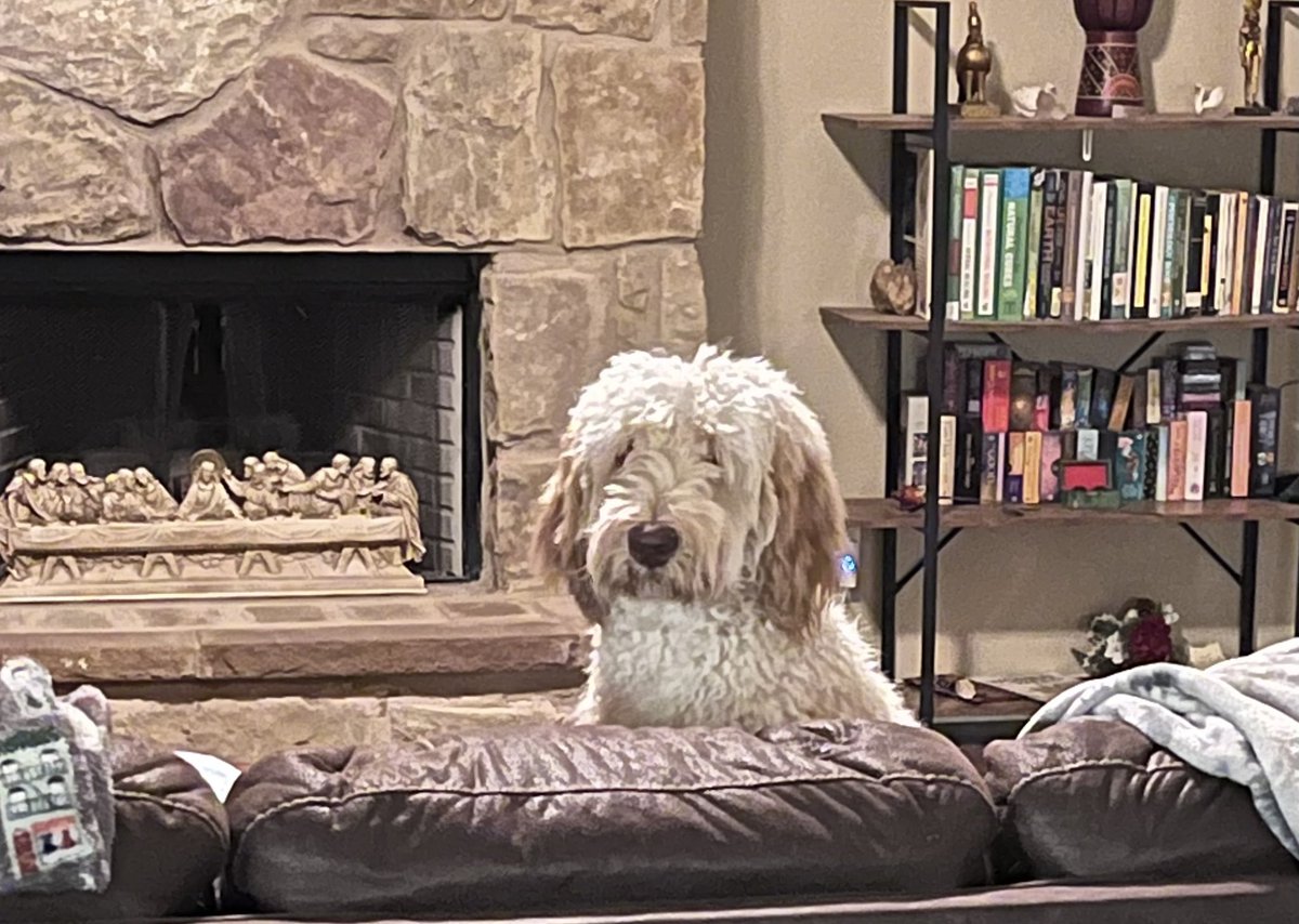 ConsciousFarmer's tweet photo. Philosophical Dog - 
“I have many leather-bound books and my house smells of sweet mahogany”
#philosophical #Dog #wisdom # https://t.co/zc2rzBbVvq