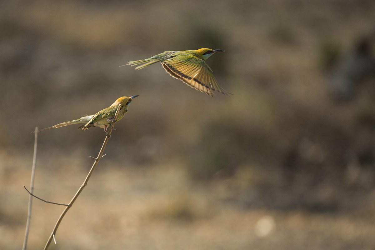 manuaiyappa28's tweet photo. Green bee eaters #beeeater #beautifulbirds #colourfulbirds #nagarahole #kabini #wildlife #wildlifephotography #flightphotography #freeze https://t.co/q9OSs4izIj
