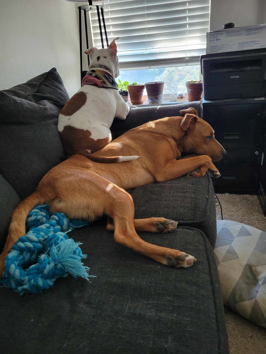 I’m borrowing my eldest son’s pics today. He adopted this baby boy and he’s grown a lot. He’s not even 2 yet. Very much has outgrown the lil pit, Indi. Lol! She can use him as a booster though!😍#dogs