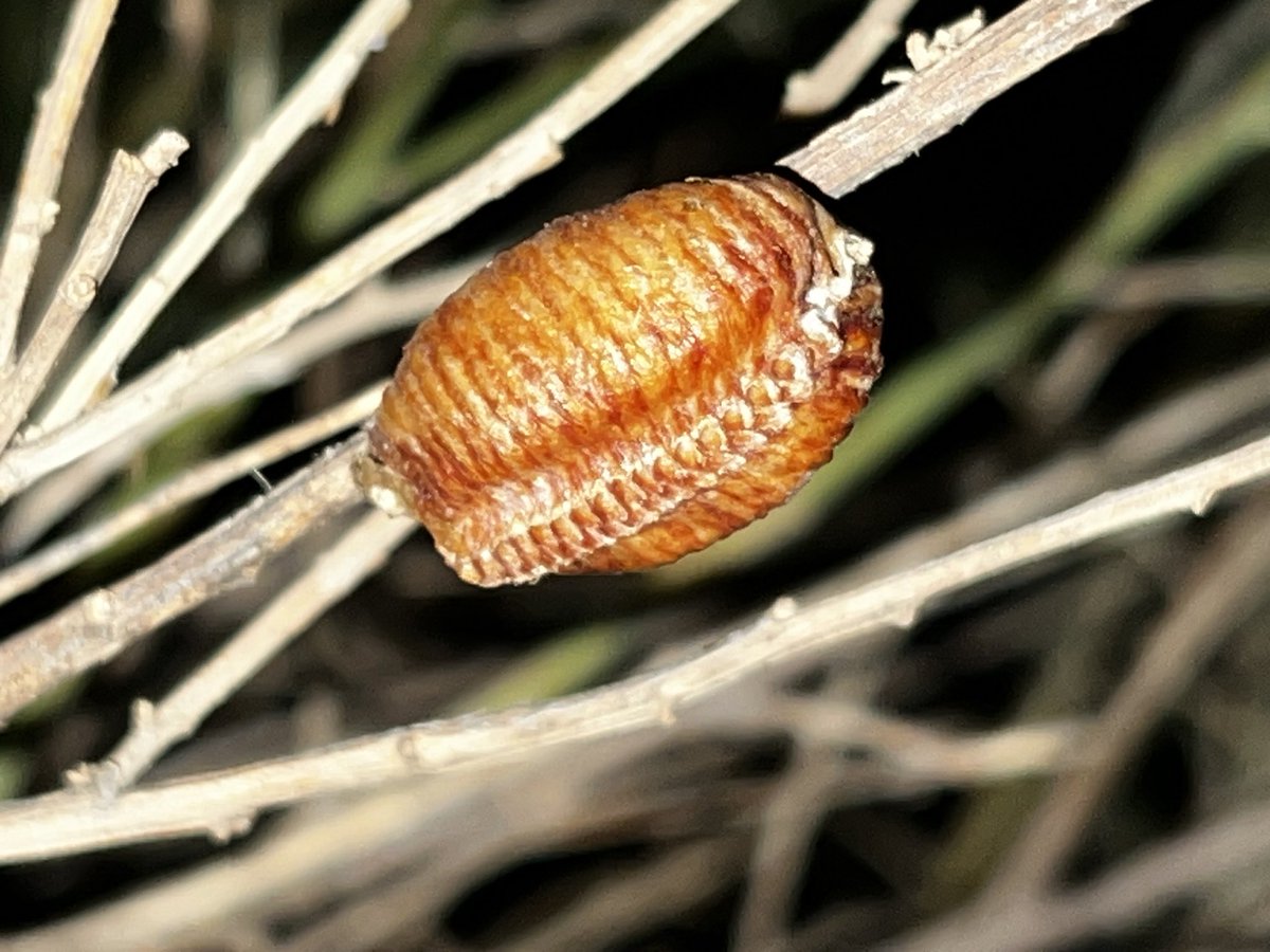 Weidner Lab tweet media