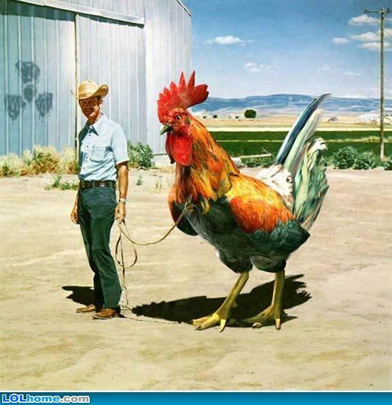 deplorableFonz's tweet photo. @StephenM @DonaldJTrumpJr This is a big cock , you are just a dick https://t.co/BapQGwOAr6