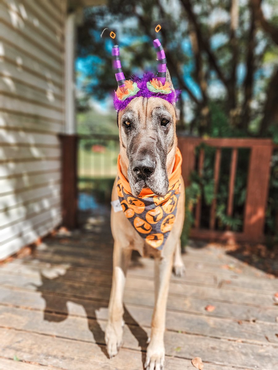 You say witch like it's a bad thing 🤣🧡🧙‍♀️🐾 ~Ripley 
#ifthehatfits #restingwitchface #basicwitch #witchplease #bosswitch  #whatsupwitches #TOT 
🔸️
 #RipleyTheFawnGreatDane #greatdane #punnygirl #sunpuddle  #halloween #dogsoftwitter #DogTwitter #dogs #tongueouttuesday