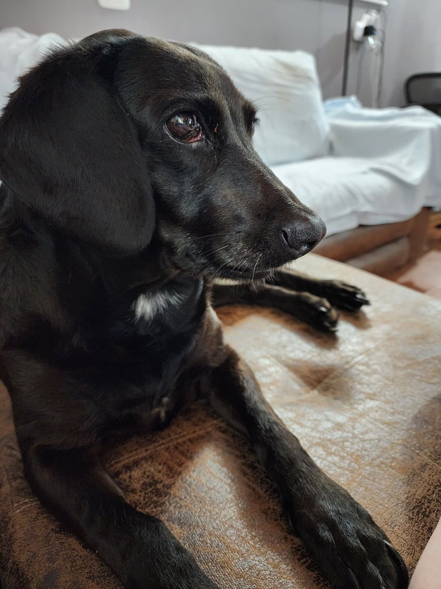 deannetanksley's tweet photo. Hard to describe sometimes when you rescue one and they take years to "join the family". Here, but not always present. Truly a treat for Mom for her to sit this close, voluntarily. And to accept love. #TanksleyThunderingHerd #DaniD https://t.co/O6CPemN7po