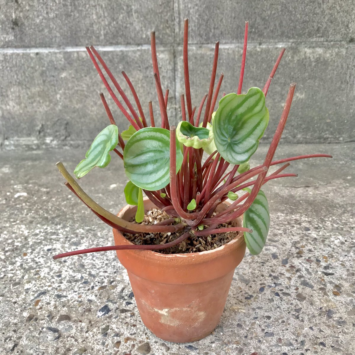 今日の家庭菜園🍅ガーデニング🌱 9月に剪定と葉挿しを行ったスイカぺぺ