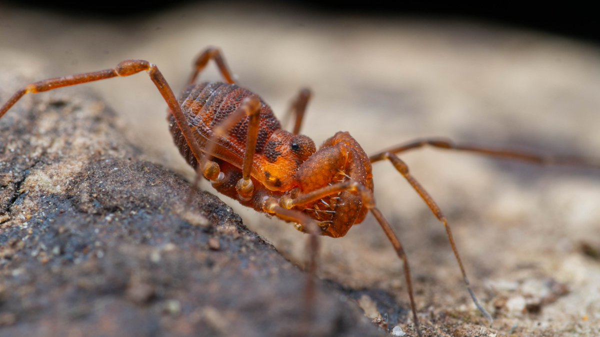 Shahan Derkarabetian tweet media