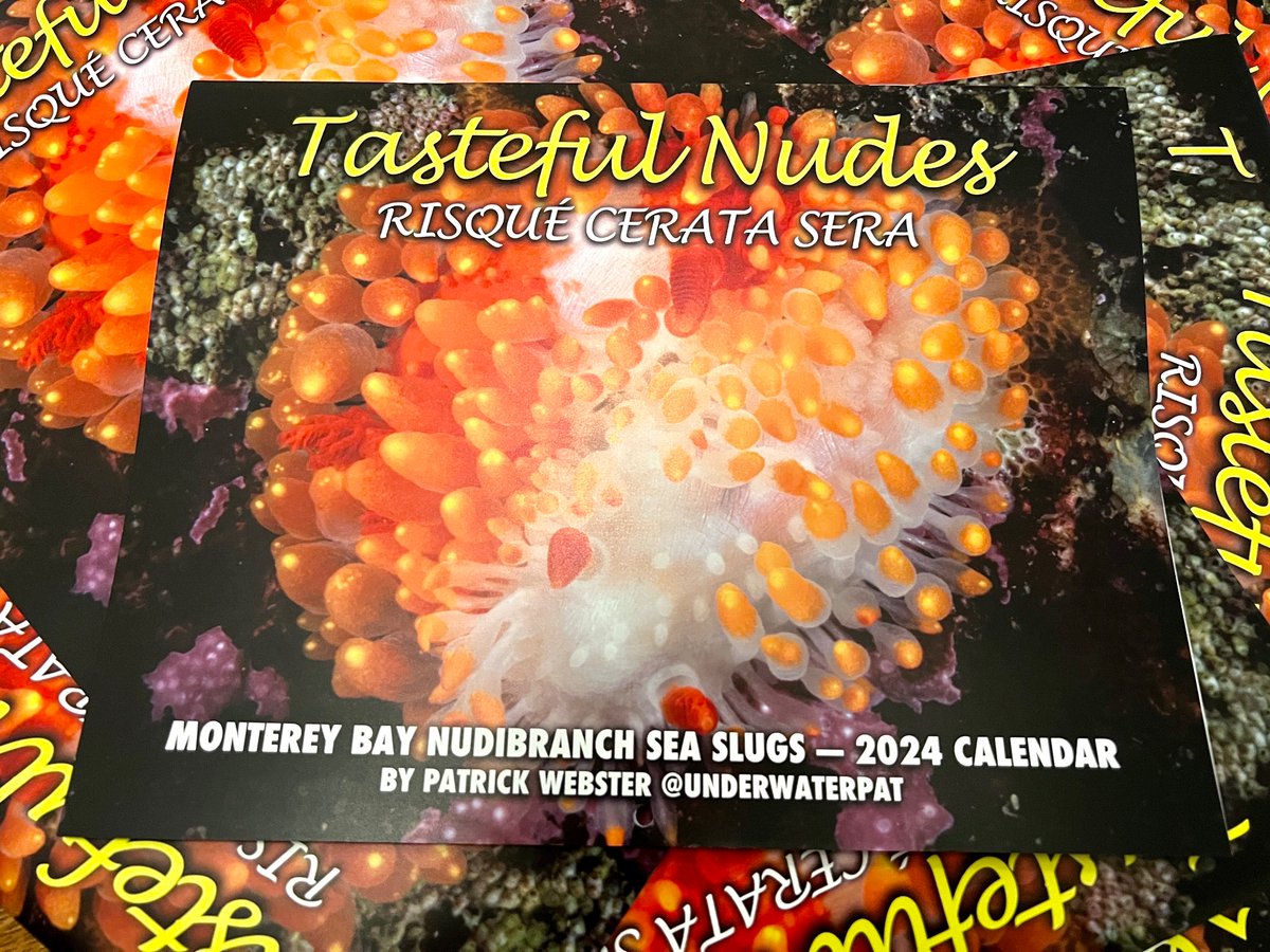 Hey y’all, my 2024 “Tasteful Nudes” nudibranch calendar just came in from the printers. Get some!! divemola.com