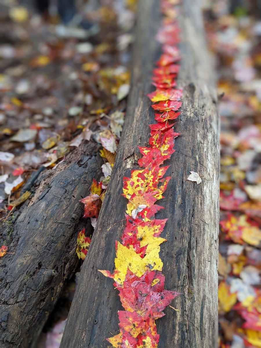 SusanKochVT's tweet image. Learning in the best classroom of all! 
#firstgrademagic #mrpsvt #ECO @ZeilengaJillian @mrpsvt @BareaKatie