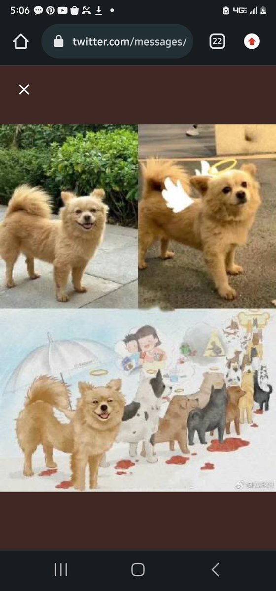 PhaedraXTeddy's tweet photo. #RIPLittleYellow 💛
victim of college security guard during #ChinaDogCatCullisNow https://t.co/IigoJM4uOY