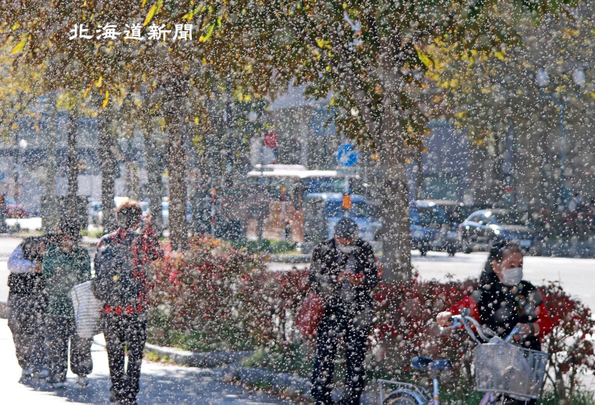 photo_doshin's tweet photo. #札幌市 中央区の #大通公園 で #雪虫 が大量発生しています。撮影後、会社に戻ったら服と髪の毛が雪虫だらけになってました。(富田茂樹撮影) #雪虫大量発生 #北海道 https://t.co/kQI51Lfq98