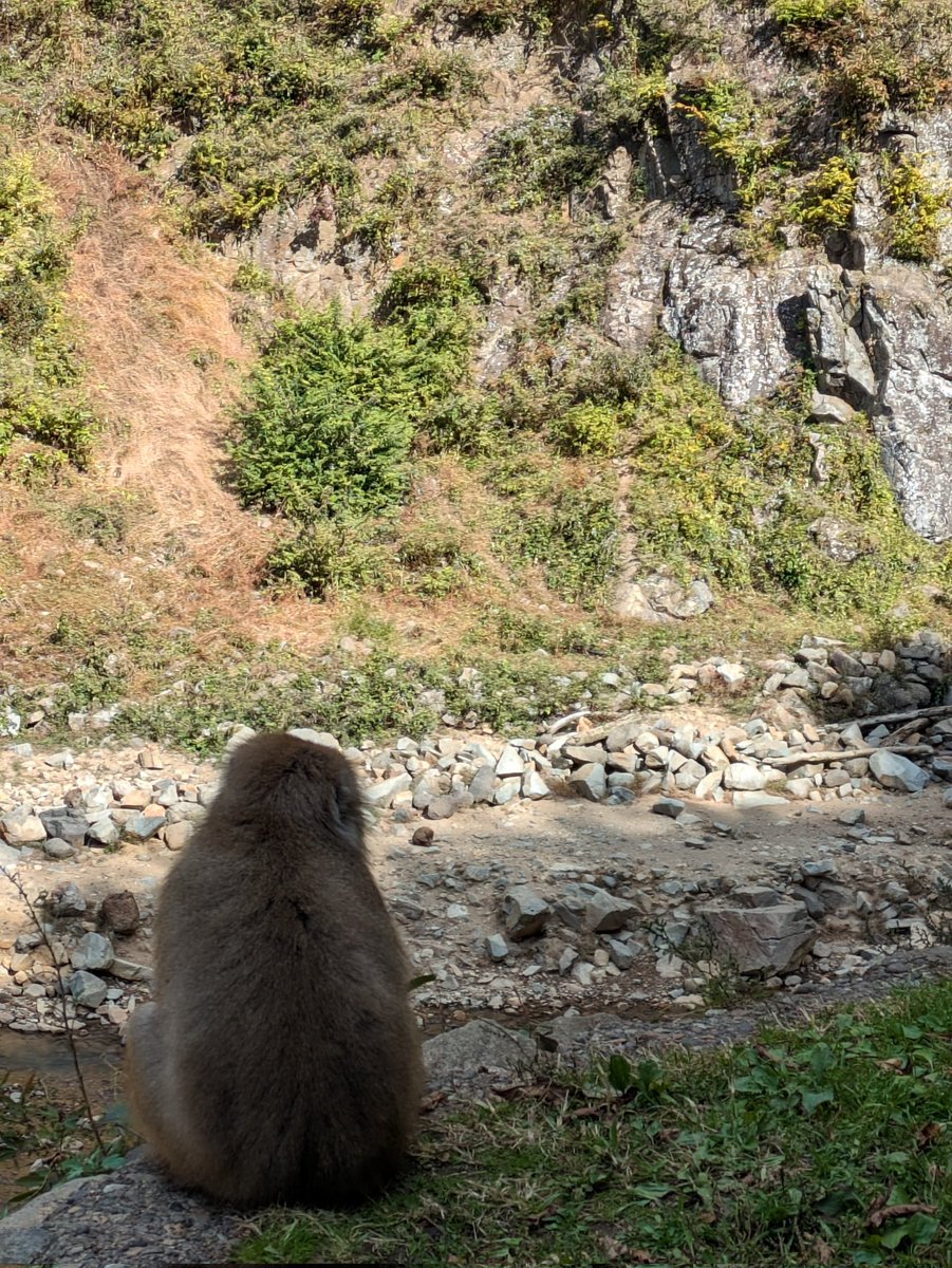 jiadairose's tweet photo. 月曜は朝早くからお猿さん来て��来てたみたい。
後ろ姿が何ともいえない。

そういえば、白いお猿さんが居たんだけど、歳を取ってるのか、病気なのか、みんなとは離れてた。

#地獄谷野猿公苑　#長野県 https://t.co/tHY0ZMiFG8