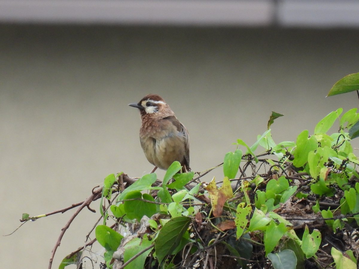 nanatuseotome's tweet image. #カオジロガビチョウ #野鳥 #P950

仕事先で、聞き慣れない鳴き声が。

探してみたら、やはり見慣れない鳥。

カオジロガビチョウというそうです🤗
