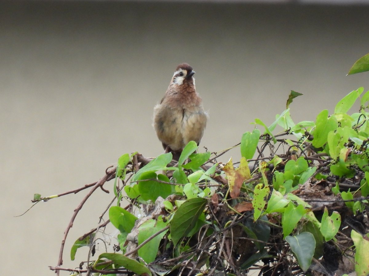 nanatuseotome's tweet image. #カオジロガビチョウ #野鳥 #P950

仕事先で、聞き慣れない鳴き声が。

探してみたら、やはり見慣れない鳥。

カオジロガビチョウというそうです🤗