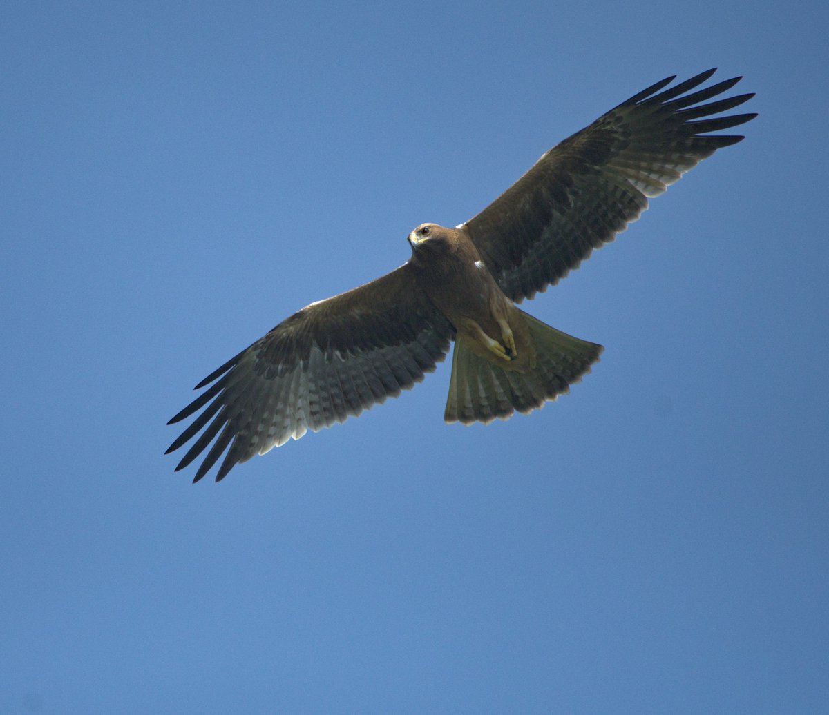 Soar High 
Booted Eagle 
#indiAves #bbcwildlifepotd #indiawildlifeweek #wildlifeweek #wildlifeweekwithnikon #nikonphotography #nikon  #naturę #wetlands #nikonphotography #nikond7500 #nikonindia #nikonindiaofficial