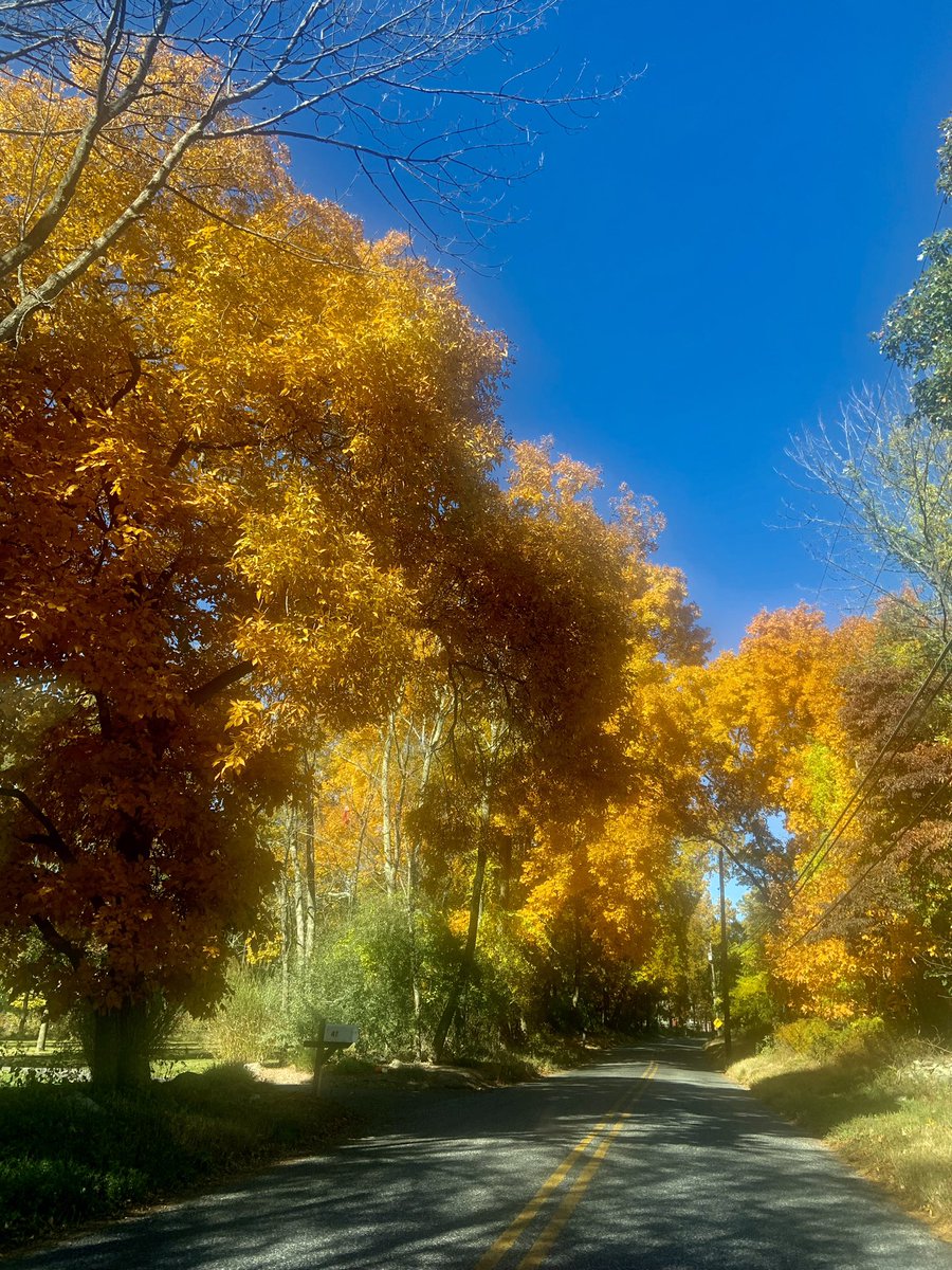 CanyonCoyote1's tweet image. Hickory Alley

#hickory #trees #NatureBeauty #NaturePhotography #Wednesday #travelphotography