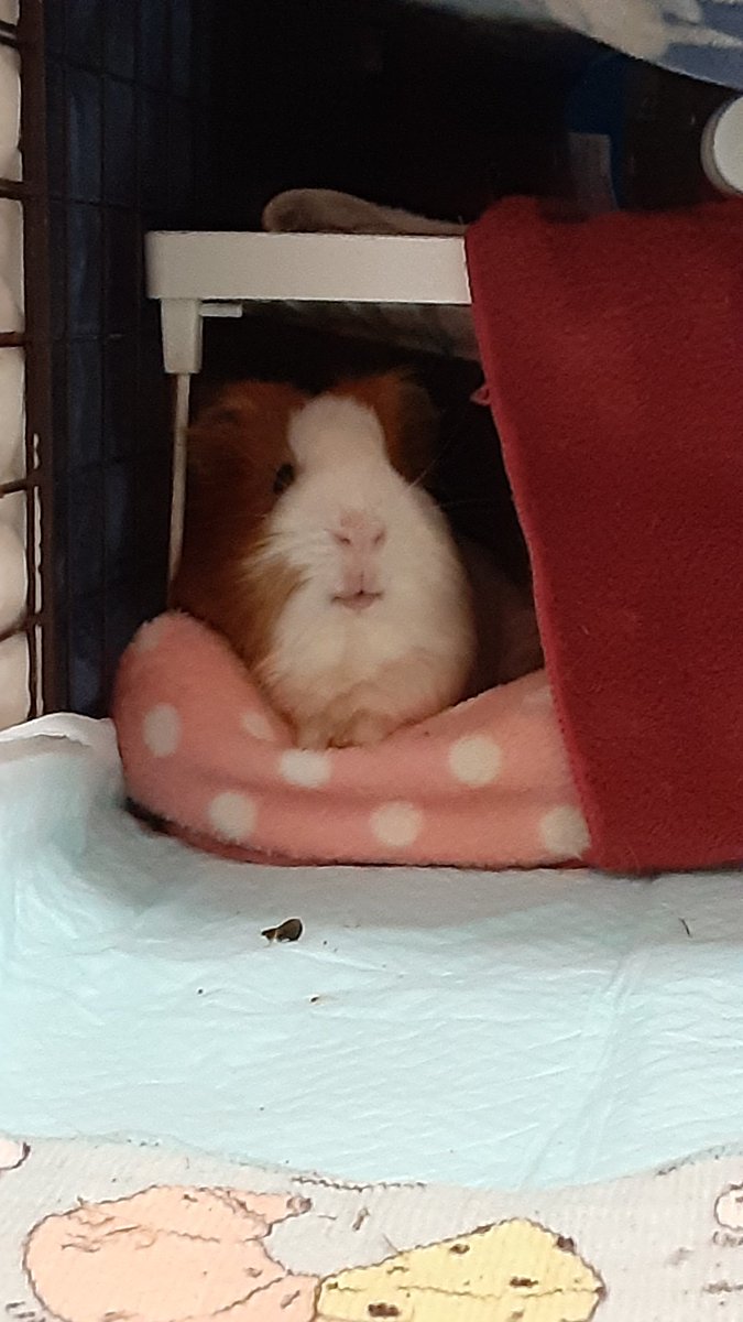 こっちの様子を見たいのか隙間から顔出してる。可愛い。