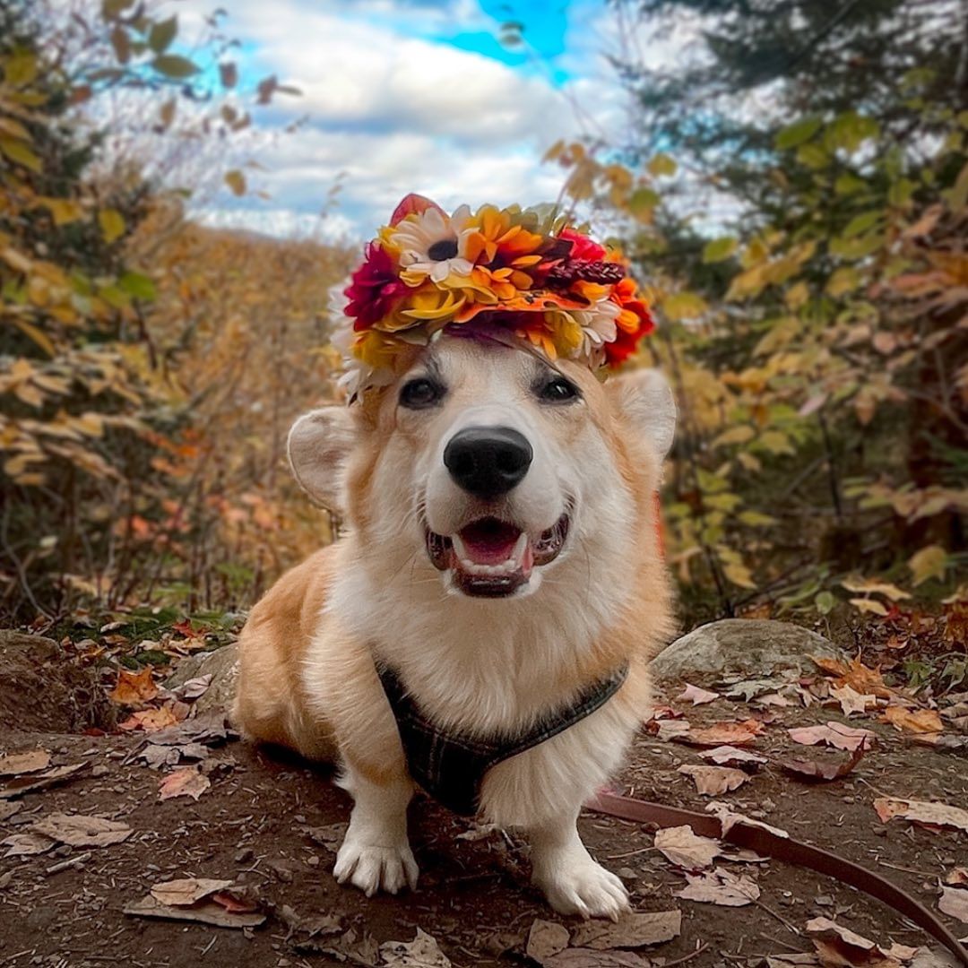 How do you like my fall flower crown
#fallfoliage #fall2023 #autumnvibes #cutedog #cutecorgi