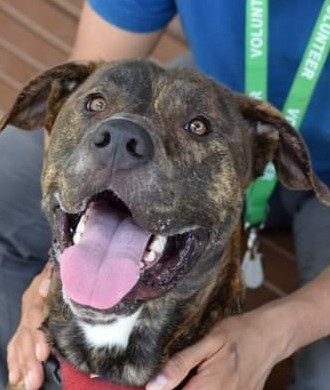 psychicwhisper3's tweet photo. 🦘🐾SKIPPY🆘1 Yr Old Pup #NYCACC
😍Super Loving Adores Belly Rubs
💔Brought Up With Kids & Ditched
For A Home Move😢He's Looking For
His New Pawrent To Love💕#180264
Please #Pledge2🛟 #Adopt #Foster #Rt
DM @notthesameone2
🔥KILL COMMAND🔥Time Almost Up ‼️
Brindle❤️ https://t.co/HjD6SY94Wk